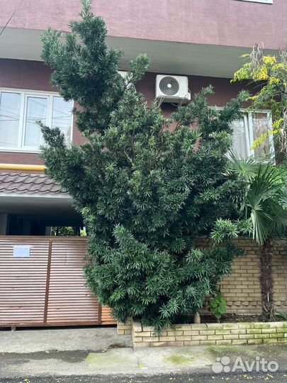 Мармиладовое дерево