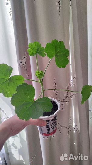 Пеларгония герань розобуд