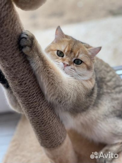 Британский кот