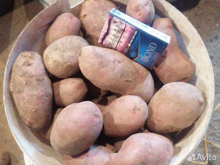 Картофель домашний