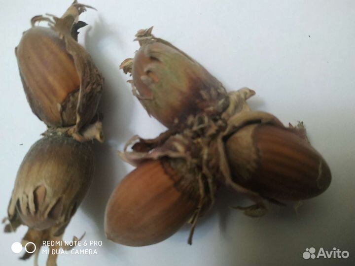 Саженцы фундука