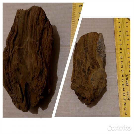 Окаменелое дерево