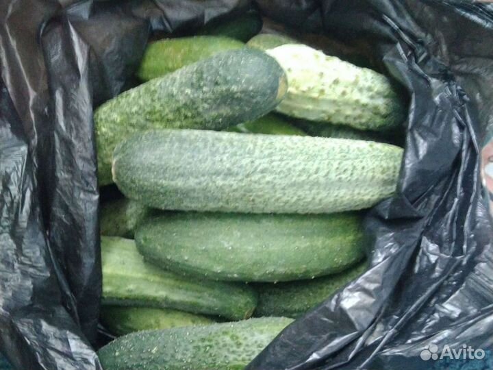 Огурцы свежие