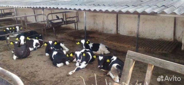 Бычки и телята