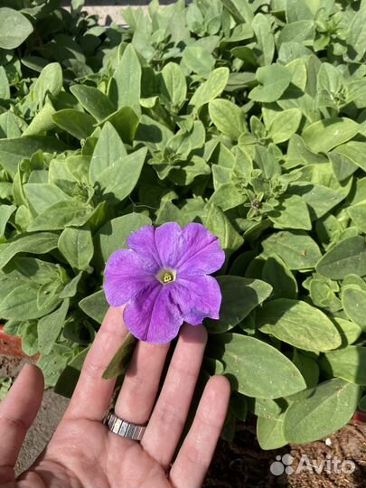 Рассада Петуния/ кустовые бархатцы/ лаватера