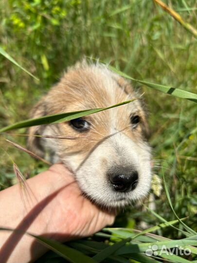 Красотулька в добрые руки