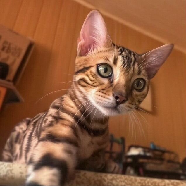 Бенгальский котёнок