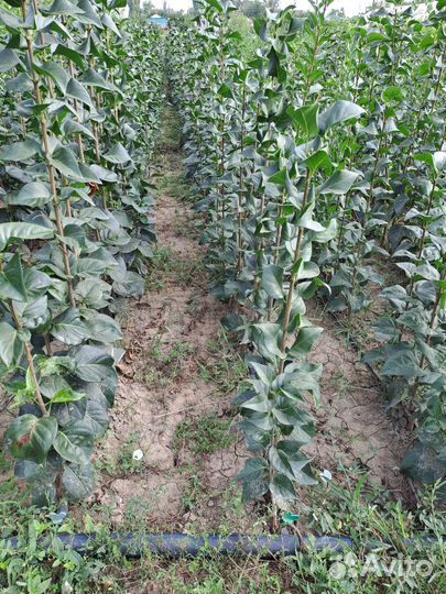 Саженцы Сирени Махровой