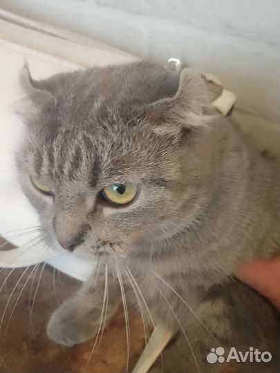 Британская