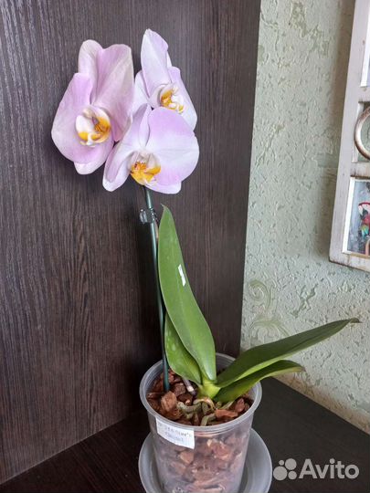 Орхидея фаленопсис
