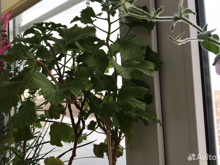 Каланхоэ, алое, королевская герань, фиалки