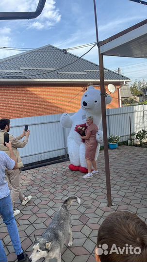 Поздравление от белого медведя 3.5 метра высотой