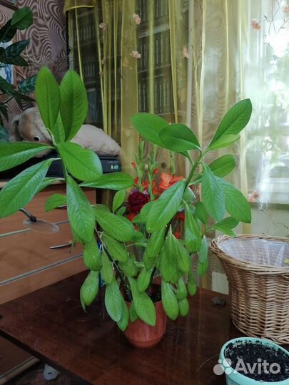 Синадениум