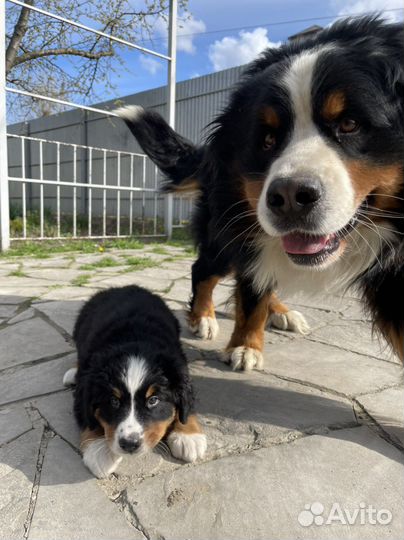 Бернский зенненхунд Вязка