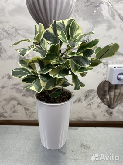 Фикус триангулярис вайт марджин