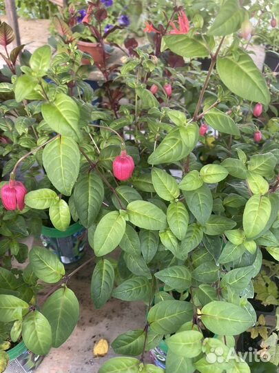 Комнатные цветы фуксия