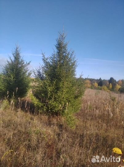 Ель обыкновенная