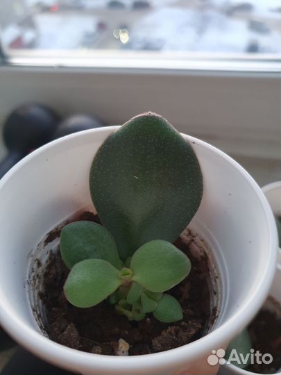 Ростки денежного дерева (толстянка)