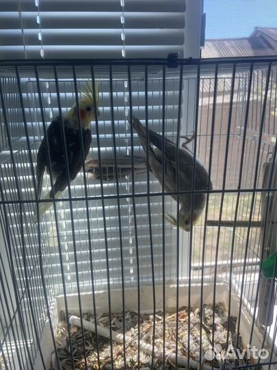 Попугай корелла