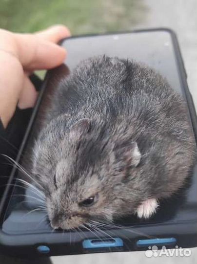 Хомяк кэмпбелла