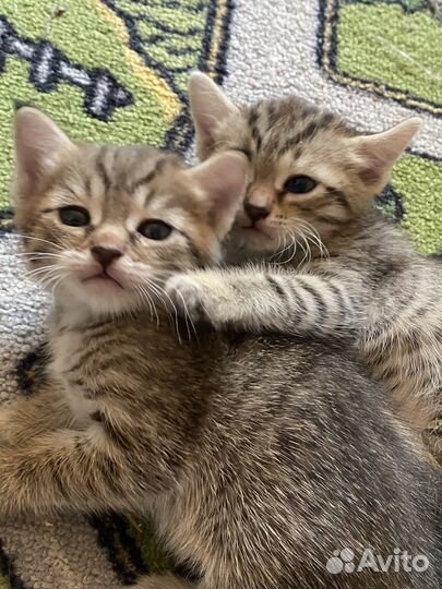 Котята ищут свой дом(мальчики)