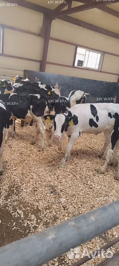 Телята, бычки