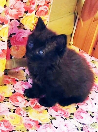 Слепой пушистый котенок