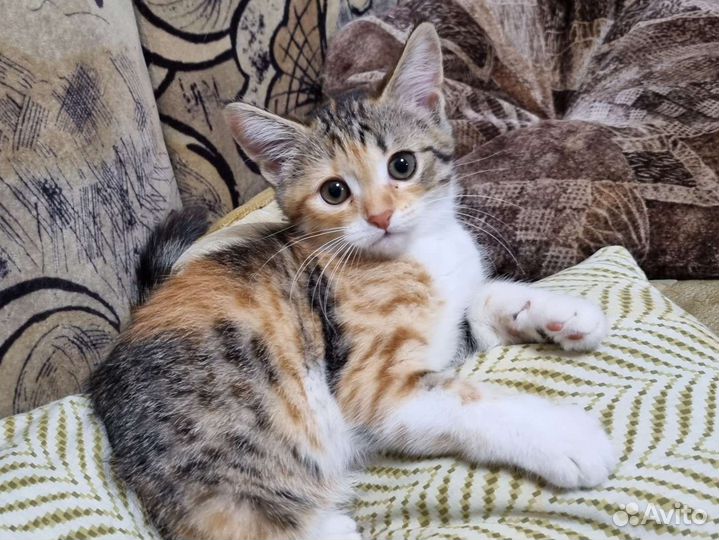 Трехцветная кошечка