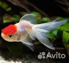 Рыба красная шапка