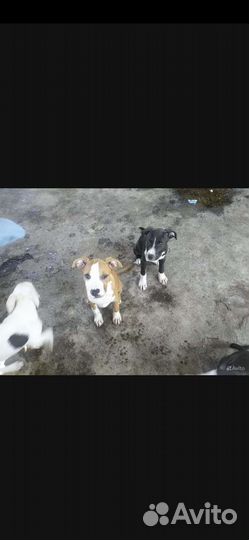 Щенки амстаффа