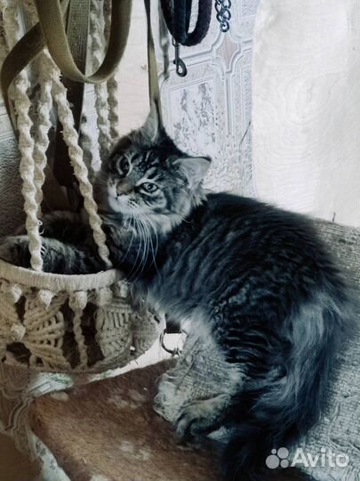 Котенок девочка мейн кун