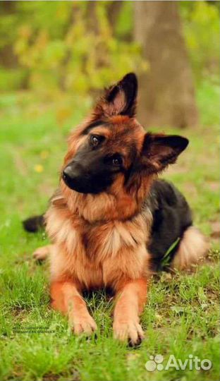 Выгул собак-13 лет