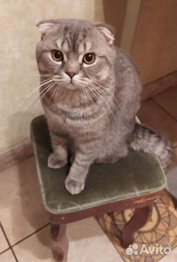 Вязка кот британец