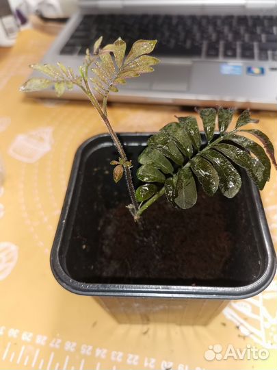 Растения для флорариумов соланум альтернатера