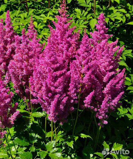 Астильбы в ассортименте