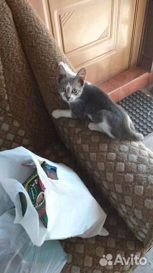 Котенок мальчик бесплатно