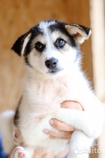 Щенок в добрые руки