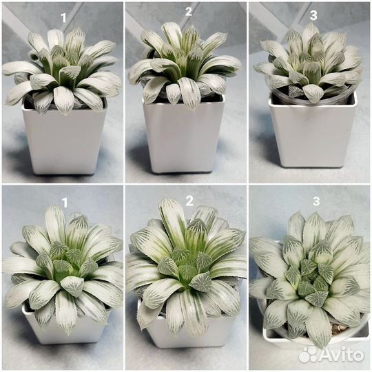 Хавортии и всякие разные суккуленты