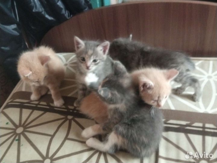 Кошки в добрые руки бесплатно