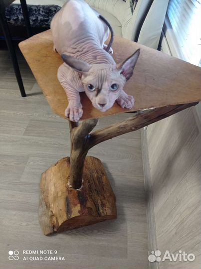 Канадский сфинкс