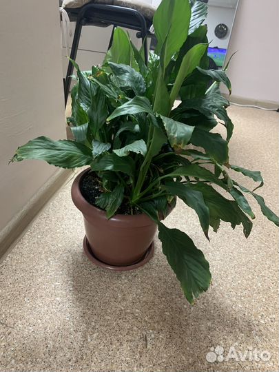 Спатифиллум