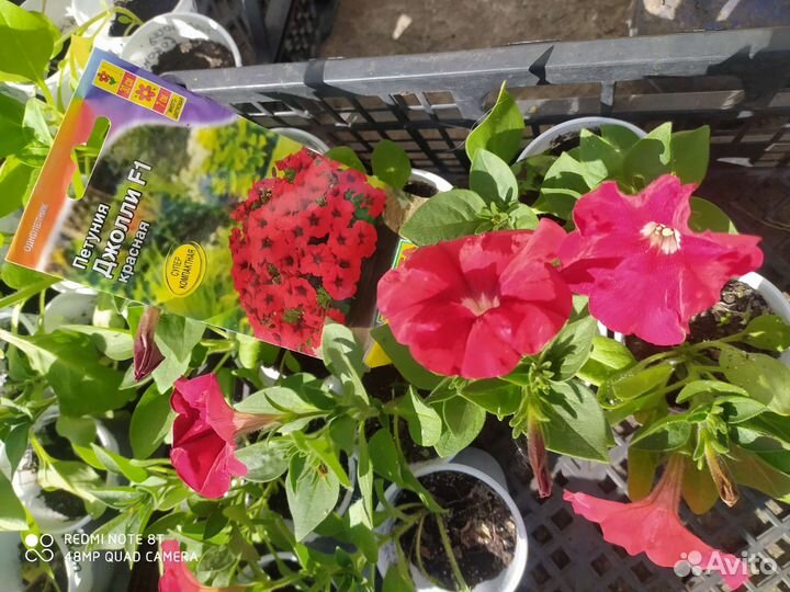 Рассада однолетних цветов