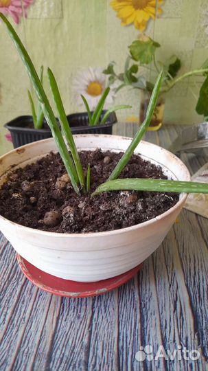 Алоэ и алоэ вера