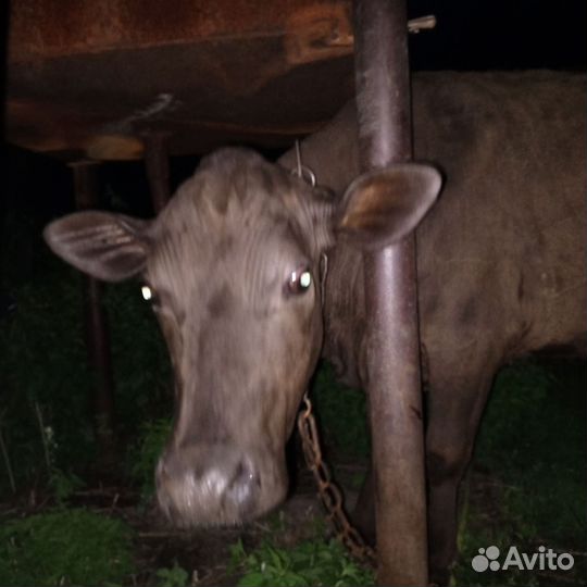 Корова стельная дойная