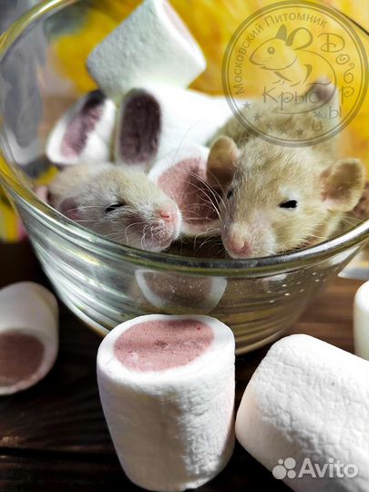 Крысята, крыски, крыса дамбо