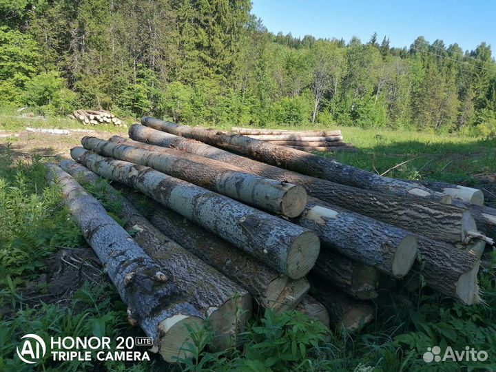 Кругляк Осины