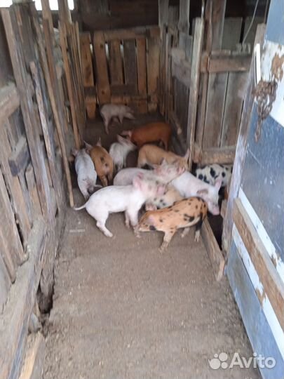 Поросенок ландрас + дюрок