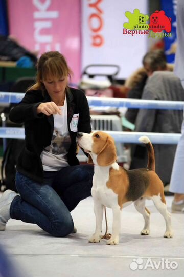 Бигль для вязки