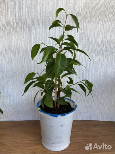 Продаю микс растений