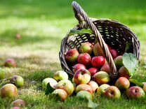 Сборщик на урожай �яблок